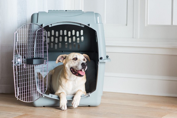 pet-relocation